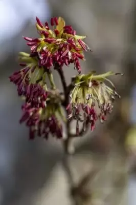 PARROTIA persica