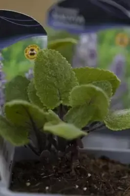 SALVIA sclarea turkestanica