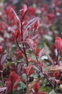 PHOTINIA 'Corallina' - image 3