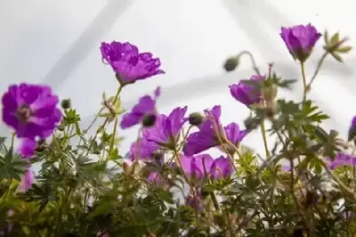 GERANIUM sanguineum 'Max Frei' - image 4
