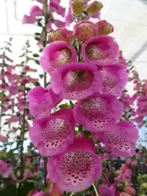 DIGITALIS 'Pink Panther' - image 2