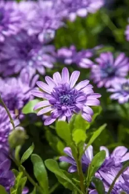 OSTEOSPERMUM 'Double Pink' - image 1