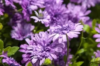 OSTEOSPERMUM 'Double Pink' - image 2