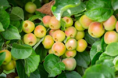 MALUS 'Butterball' - image 2