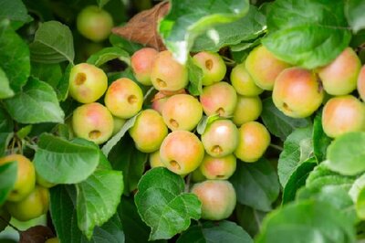 MALUS 'Butterball' - image 2