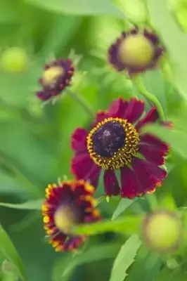 HELENIUM autumnale 'Helena Red Shades' - image 2