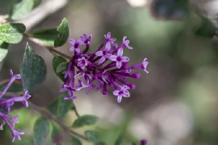 SYRINGA 'Bloomerang Dwarf Purple' - image 2