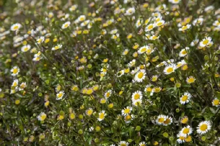 ERIGERON karvinskianus - image 2