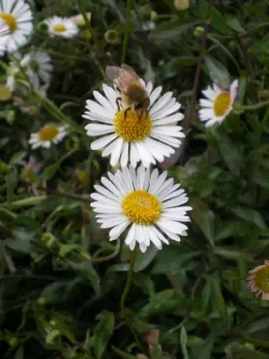 ERIGERON karvinskianus - image 4