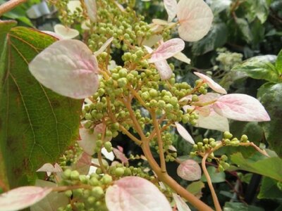 SCHIZOPHRAGMA hydrangeoides 'Snow Sensation'