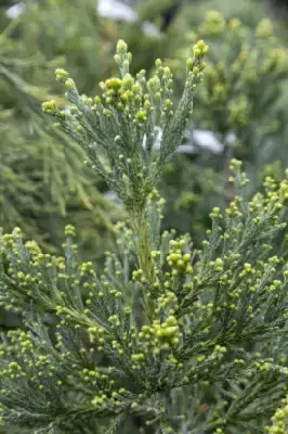 SEQUOIADENDRON giganteum 'Glauca' - image 2