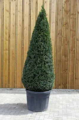 TAXUS baccata - image 2