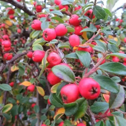 COTONEASTER x suecicus 'Coral Beauty' - image 2