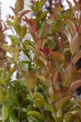 LAGERSTROEMIA 'Enduring Summer Red' - image 2