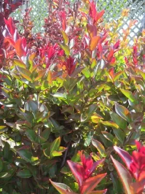 LAGERSTROEMIA indica 'Double Feature' - image 5