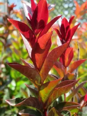 LAGERSTROEMIA indica 'Double Feature' - image 2