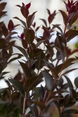 LAGERSTROEMIA indica 'Double Feature' - image 4