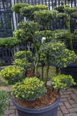 BUXUS sempervirens Multi-Ball - image 3