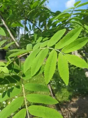 SORBUS aucuparia 'Fingerprint' - image 2