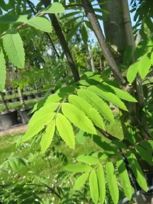 SORBUS aucuparia 'Fingerprint' - image 3