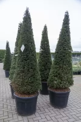 TAXUS baccata - image 2