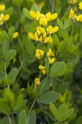 BAPTISIA 'American Goldfinch' - image 2