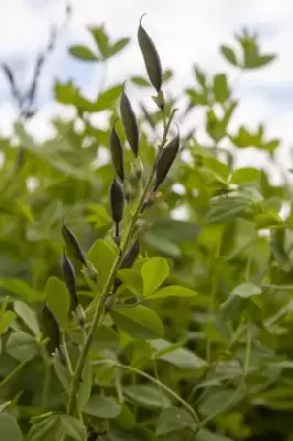 BAPTISIA 'Pink Lemonade' - image 3