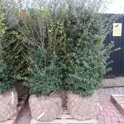 OSMANTHUS x burkwoodii - image 3