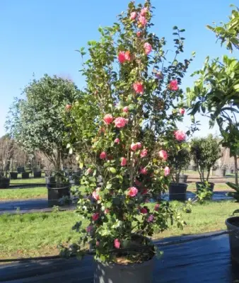 CAMELLIA japonica - image 2