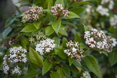 VIBURNUM tinus 'Eve Price' - image 2