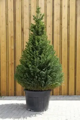 TAXUS baccata - image 2