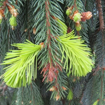PICEA abies 'Inversa' - Provender Nurseries - Wholesale Nursery in