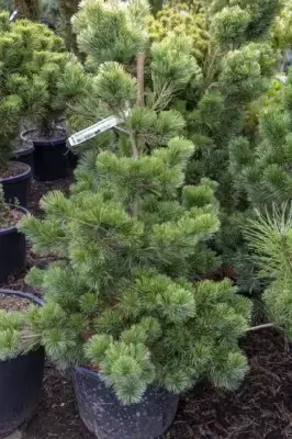 PINUS parviflora 'Goldilocks' - image 3