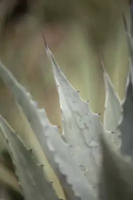 AGAVE chrysanta - image 2