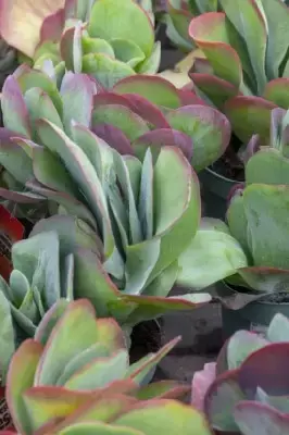 KALANCHOE mix - image 6