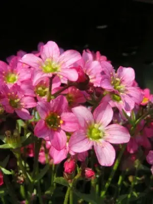 SAXIFRAGA 'Touran Pink' - image 2