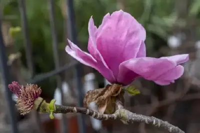 MAGNOLIA 'Felix Jury' - image 3