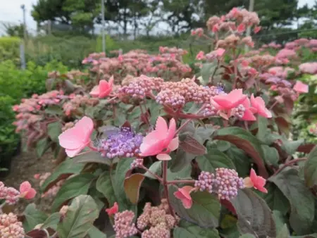 HYDRANGEA aspera 'Hot Chocolate' - image 2