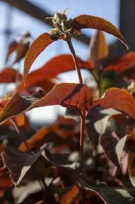 HYDRANGEA aspera 'Hot Chocolate' - image 3