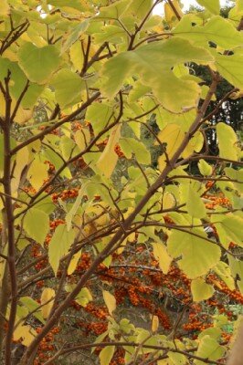 BROUSSONETIA papyrifera - image 4