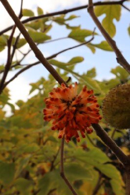 BROUSSONETIA papyrifera - image 5