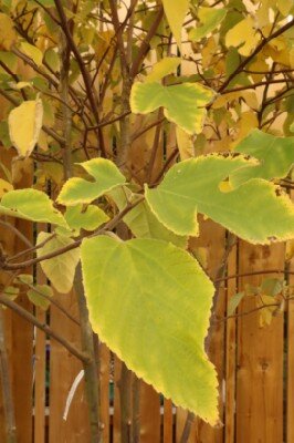 BROUSSONETIA papyrifera - image 3