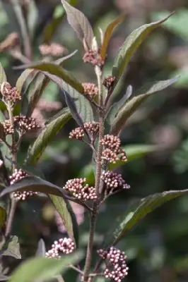 CALLICARPA 'Pearl Glam' - image 3