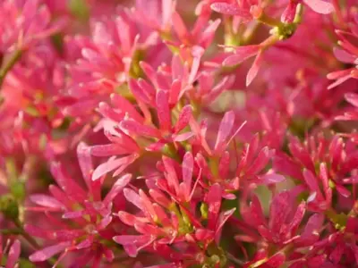 HEPTACODIUM miconioides 'Temple of Bloom'