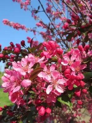 MALUS 'Prairifire' - image 2