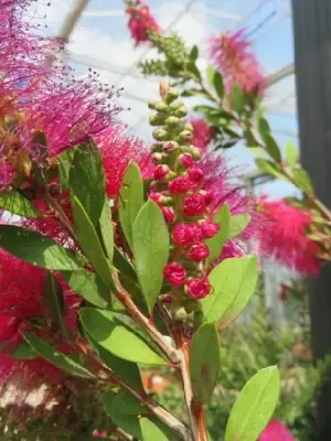 CALLISTEMON viminalis 'Hot Pink' - image 2