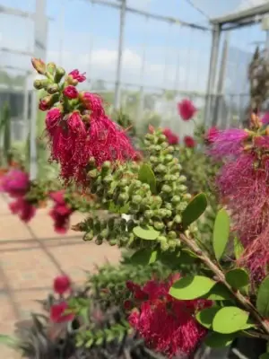 CALLISTEMON viminalis 'Hot Pink' - image 3