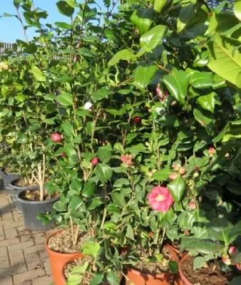 CAMELLIA japonica 'Doctor King' - image 2