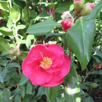 CAMELLIA japonica 'Doctor King' - image 3