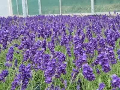 LAVANDULA angustifolia 'Beezee Dark Blue' - image 2